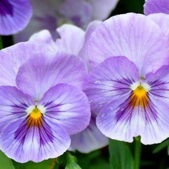 Color Changing Alexandrite Sterling Silver Ring - Picture 2 of 12